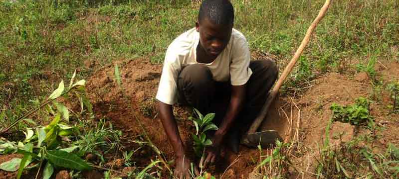 Planting Trees for a Better Tomorrow